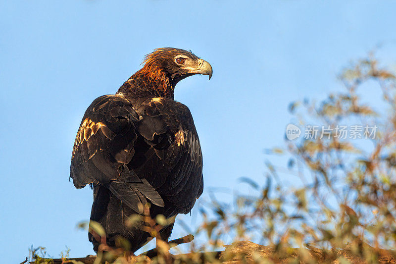 楔尾鹰(Aquila audax)